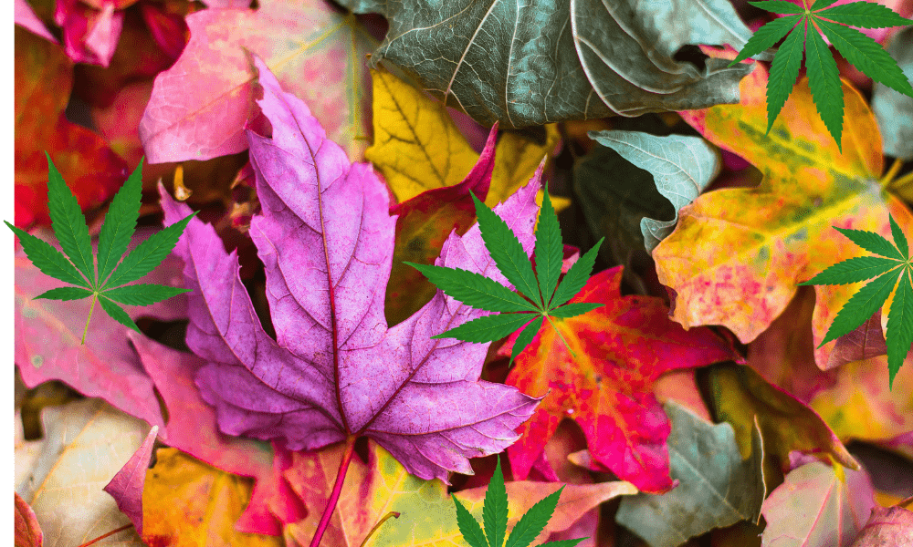 Top 6 Cannabis Strains to Smoke this Fall Strains & Products Where
