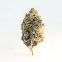 INDICA-image