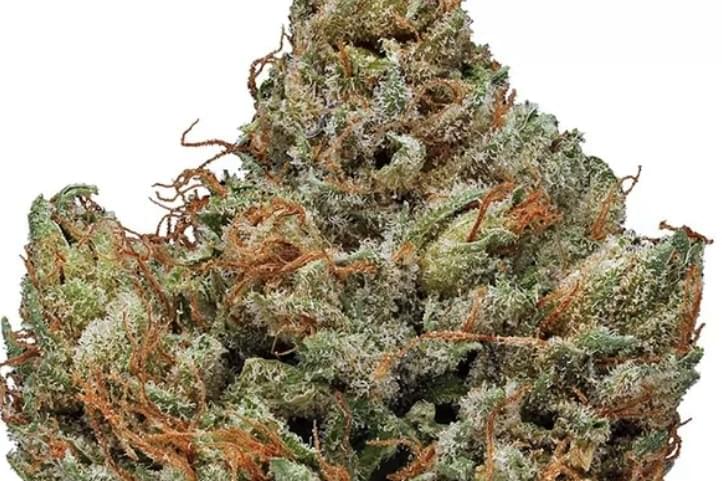 $1400 For 1Lb A+'s & 6oz Exotic Shake Gifts