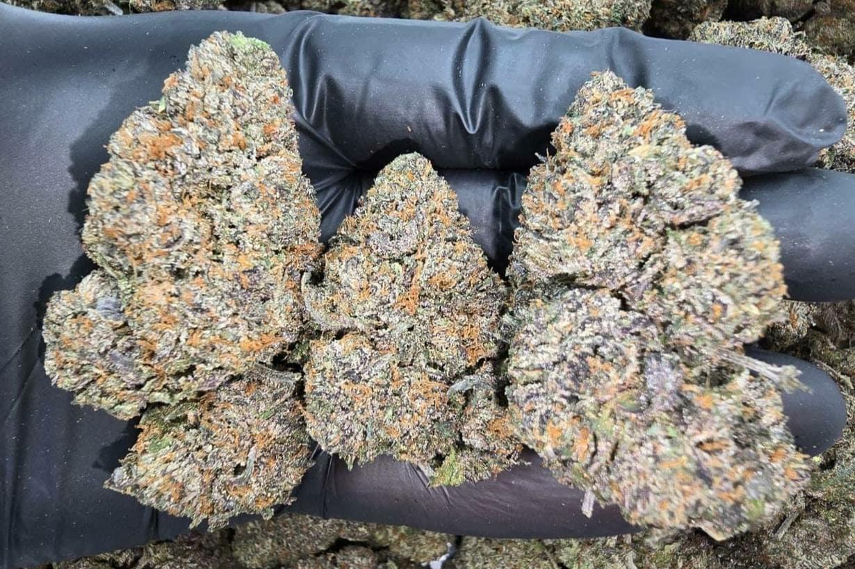 $180 2 DIFFERENT 1/2  AAA+  &1/2 oz shake