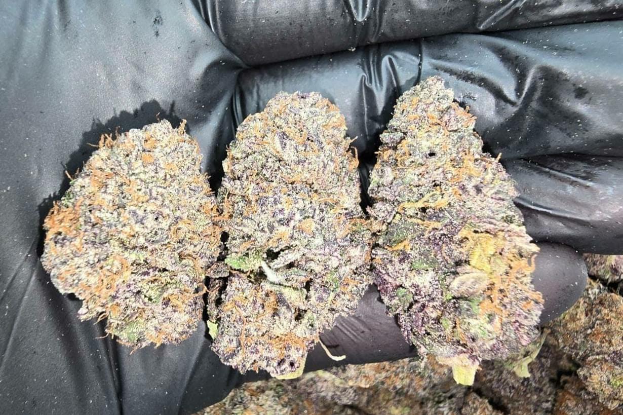 $180 2 DIFFERENT HALF  INDOOR + FREE 2PREROLL