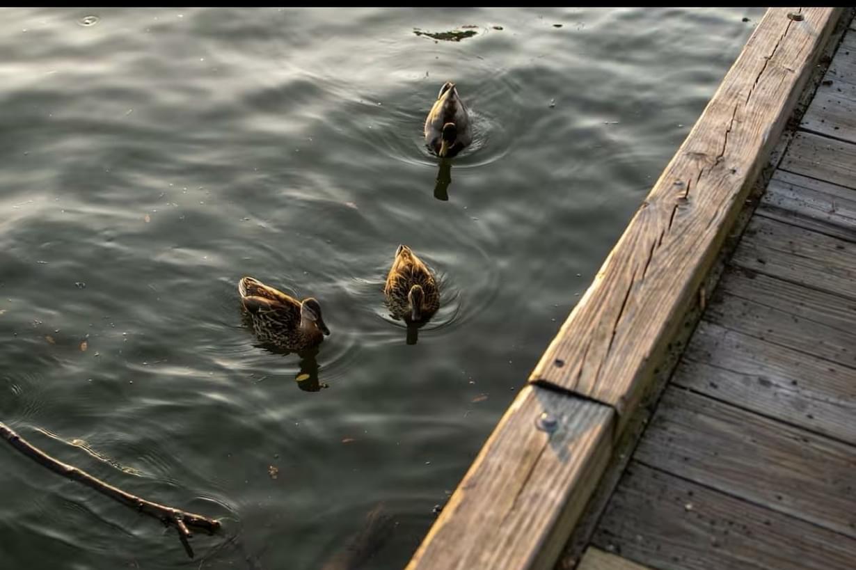 - 5 Oz Top Shelf 🔥 + 2 Oz Sha