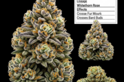 - 2 Oz DESIGNER INDOORS + 2 Oz INDOOR SHAKE!