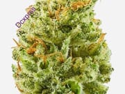 🔥  $340 3oz A+ FRESH CUT FLOWER & gift