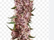 $300 for 3oz top shelf & 2oz shake