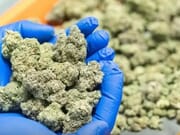 $1200 for 1LB A+ Fresh Cut MIX&MATCH