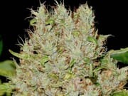 🔥NEW Deal $240 PREMIUM 4Oz deal