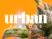 - 4 Oz Mega Gift - 3 Oz Top shelf + 1 Oz Exot