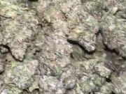 1/2 Oz indoor just  $60
