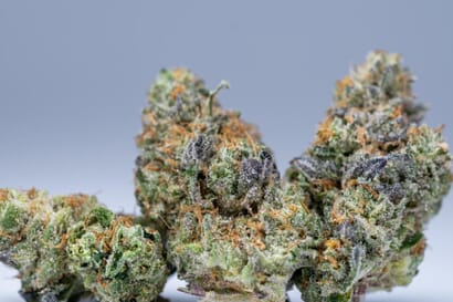 $440 for 4oz A+ and Free 2oz Exotic shake