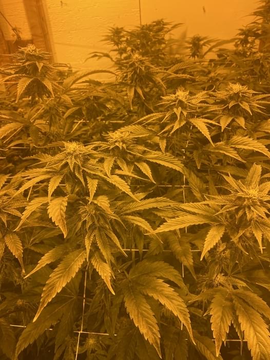 TOP SHELF OG 180! PAQ / PREMIUM AND QUALITY / DC Marijuana Flower Deals