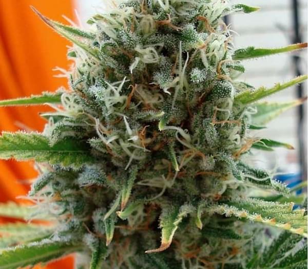 $180 for 2 topshelf  & free 1/2 oz🔥shake