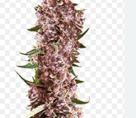 2oz exotic & 2oz topshelf & 2 shake