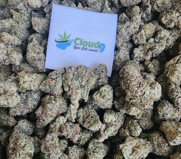 16z A+ Exotics for 1600