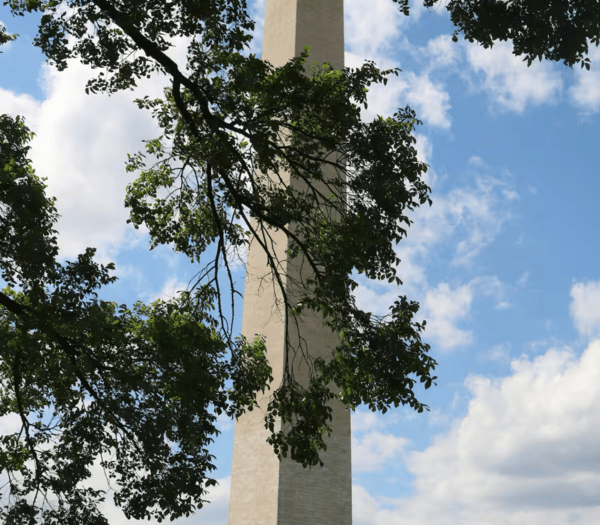 8 Oz - AAA+ flowers  🔥⛽  + 3 Oz Shake
