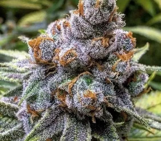 $280 for 3oz top shelf and 1oz free shake