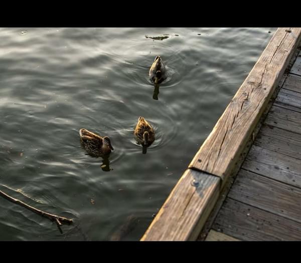 - 5 Oz Top Shelf 🔥 + 2 Oz Sha