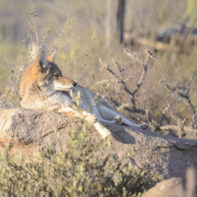 Arizona-Sonora Desert Museum