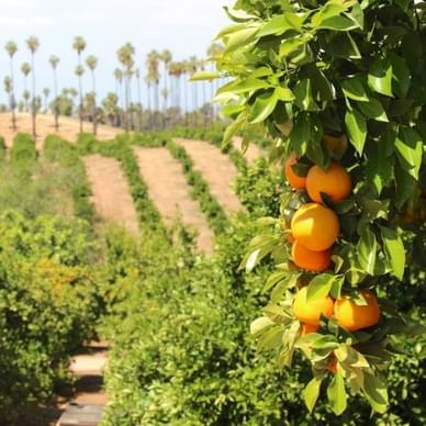 California Citrus State Historic Park