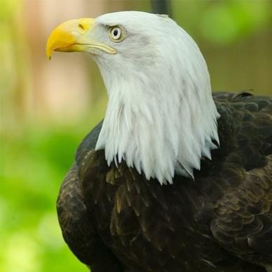 Cascades Raptor Center
