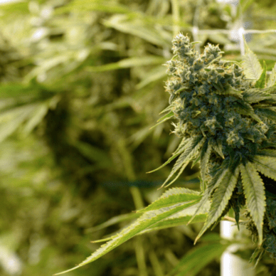 Desert Bloom Re-Leaf Center