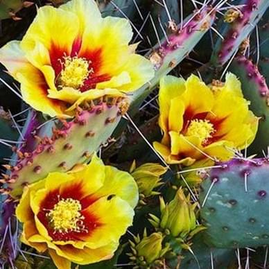 Desert Botanical Garden