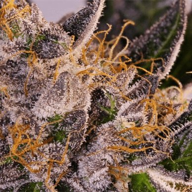 Herbal Wellness Center