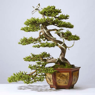 Pacific Bonsai Museum
