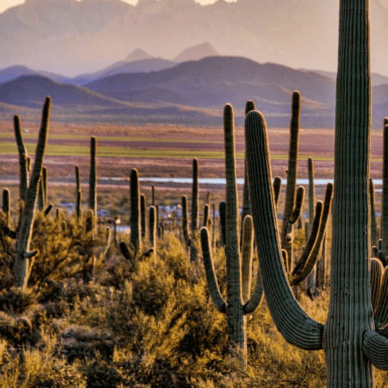 Saguaro National Park