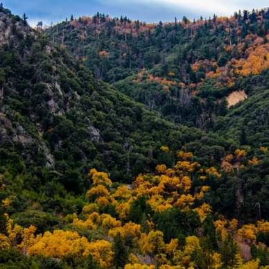 San Bernardino National Forest