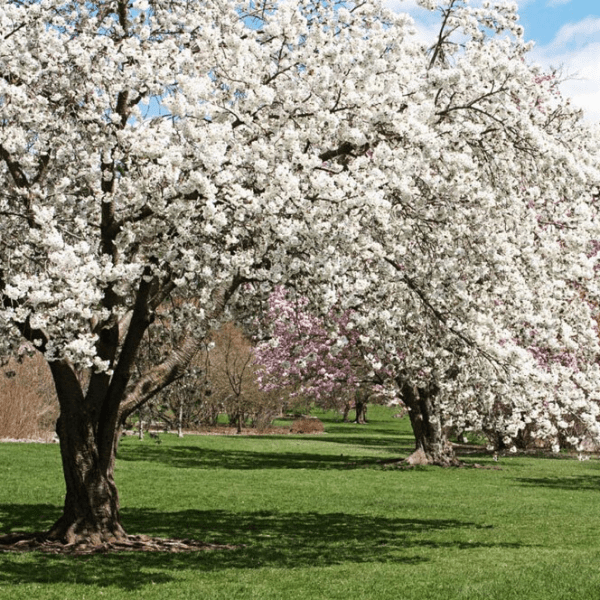 Get Lost in the Arnold Arboretum 