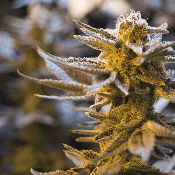 Great Basin Cannabis Collective 