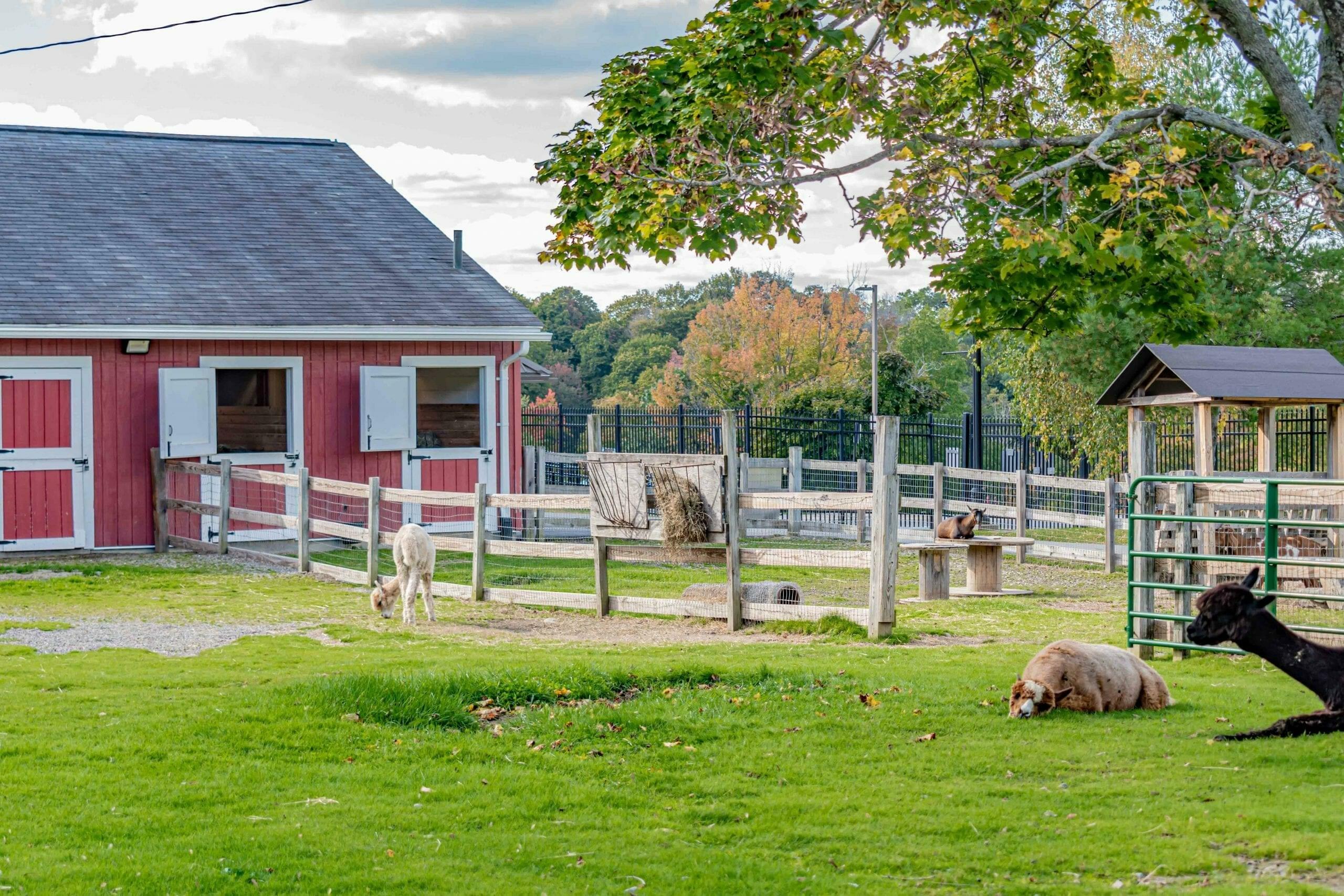 Visit the Animals at Green Hill Park