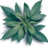 Cannazonia Cannabis and Vape Store (weed store)Thumbnail Image