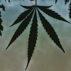 Pine Street Cannabis Company