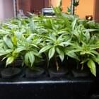 Desert Organic Solutions