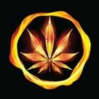 Cannabis On Fire