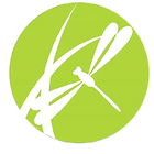 Dragonfly Wellness Center