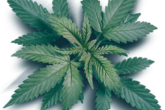 Cannazonia Cannabis and Vape Store (weed store)