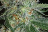 Denver Recreational