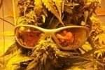 Green Tree Medicinals