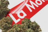 La Mota