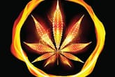 Cannabis On Fire