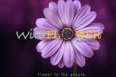 Wild Flower Bud Company