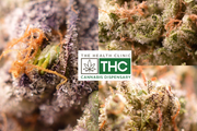 The Health Clinic (THC)