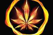 Cannabis On Fire