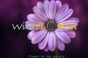 Wild Flower Bud Company