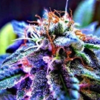 Cannabis Connection Louisville - Medical Marijuana Doctor / Card Thumbnail Image