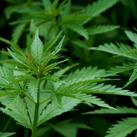 Hemp Kharma Thumbnail Image