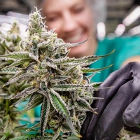 Curaleaf Dispensary Passyunk ave Thumbnail Image